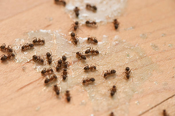 Best Commercial Pest Control Services  in Oakbrook, KY